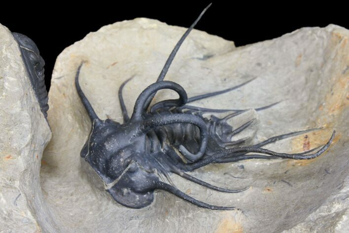 Alien Dicranurus Trilobite With Cornuproetus - Atchana, Morocco #128956